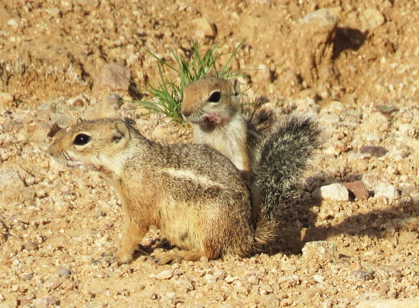 Old Pueblo shutterbugs